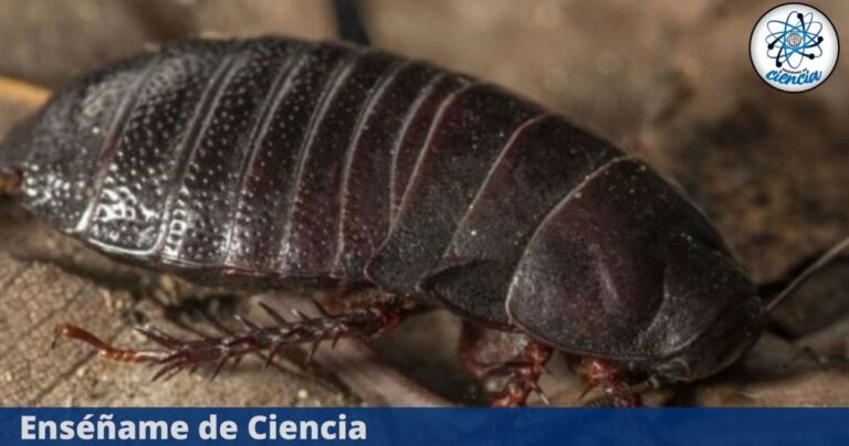 EdCiencia-megacucaracha-Destacada-1.jpg