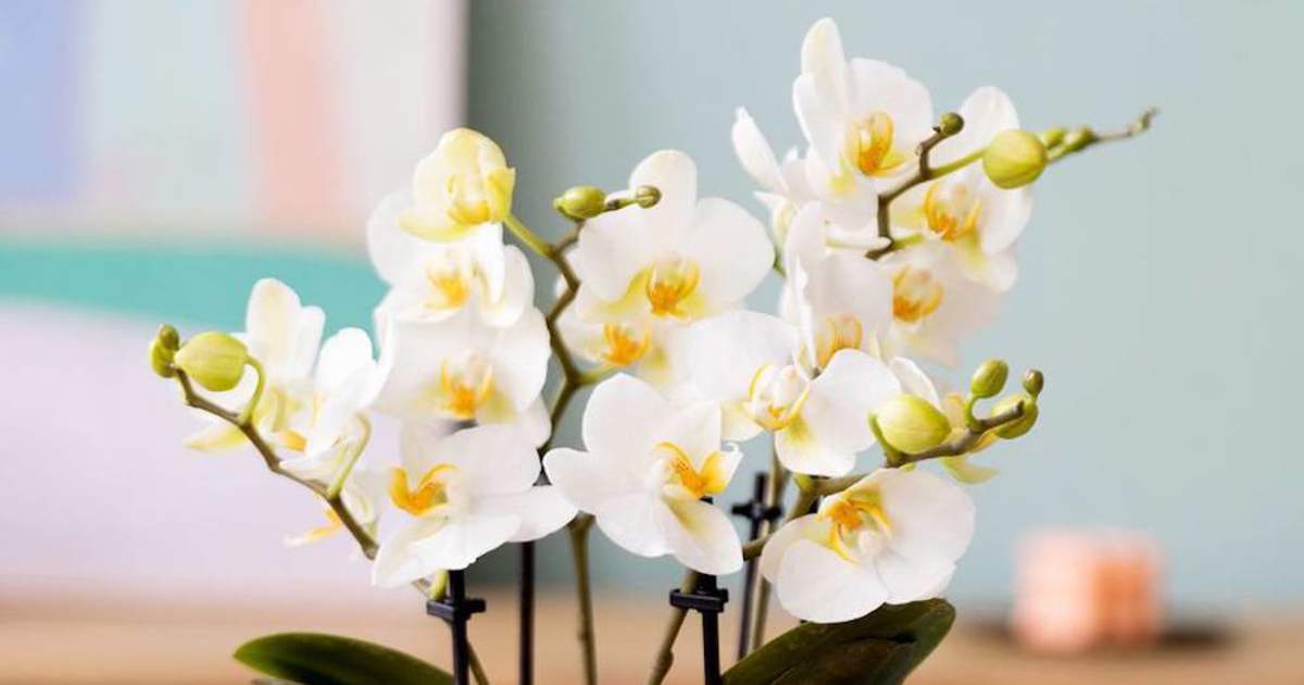 la-leche-es-perfecta-para-eliminar-los-hongos-en-las-hojas-y-flores-de-las-orquideas_c991524d_240208082522_1200x630.jpg