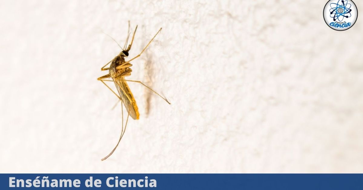 EdCiencia-animal-destacada-6.jpg