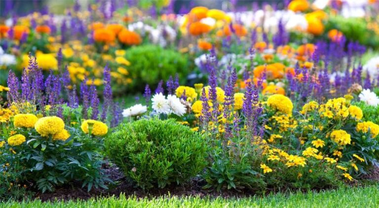 principal_las-plantas-ornamentales-y-sus-efectos-curativos-en-la-vida-de-la-especie-humana-1250x750.jpg