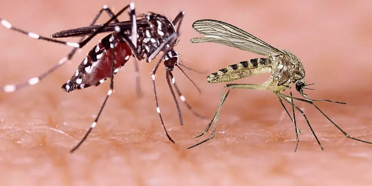 mosquito.webp.webp